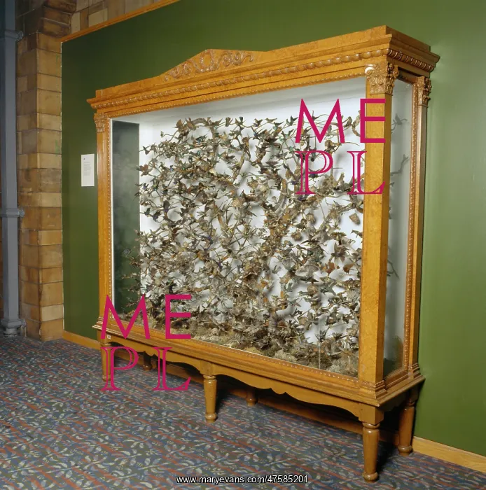 : Hummingbirds in a cabinet : Hummingbirds in a cabinet