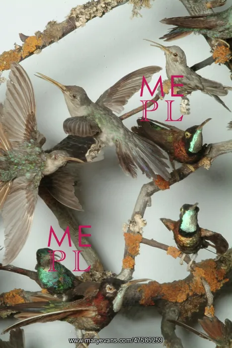 : Hummingbirds in a cabinet : Hummingbirds in a cabinet
