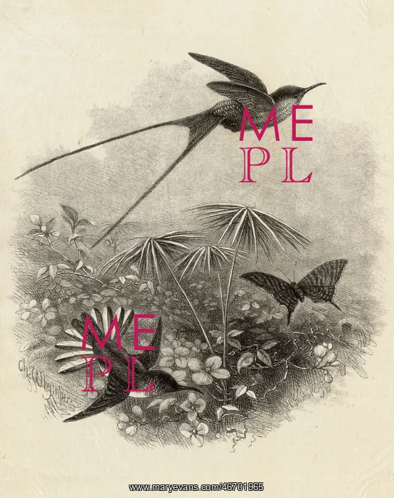 : Hummingbirds by Charles Whymper : Hummingbirds by Charles Whymper