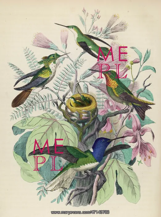 : Four hummingbirds with chicks in a nest : Four hummingbirds with chicks in a nest