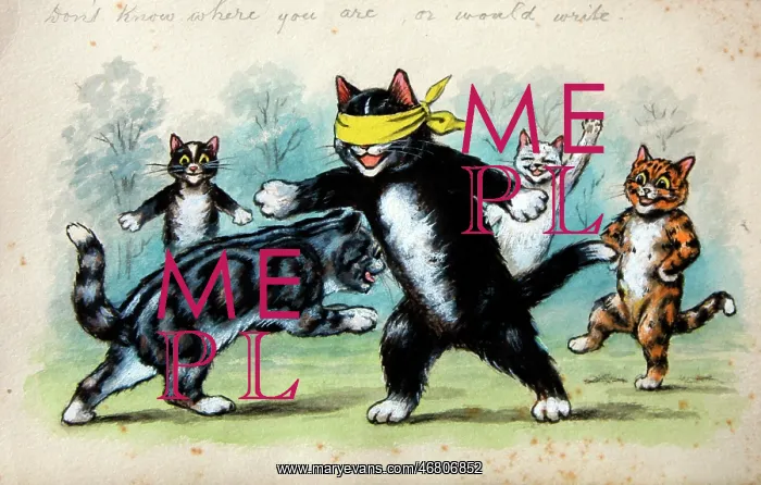 : Humorous cats : Humorous cats