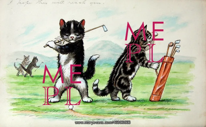 : Humorous cats : Humorous cats