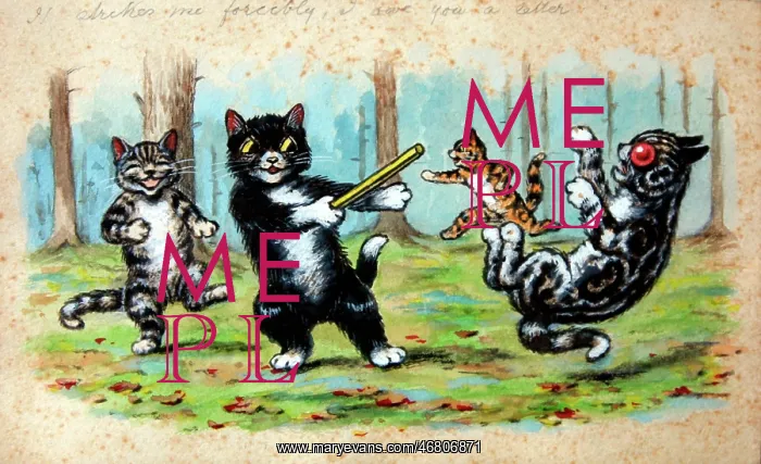 : Humorous cats : Humorous cats