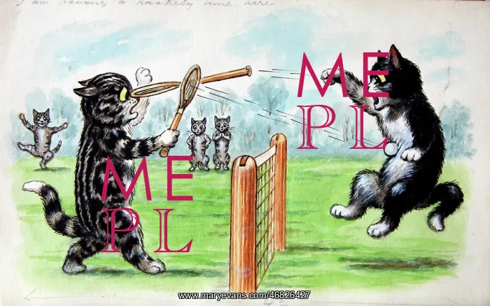 : Humorous cats : Humorous cats