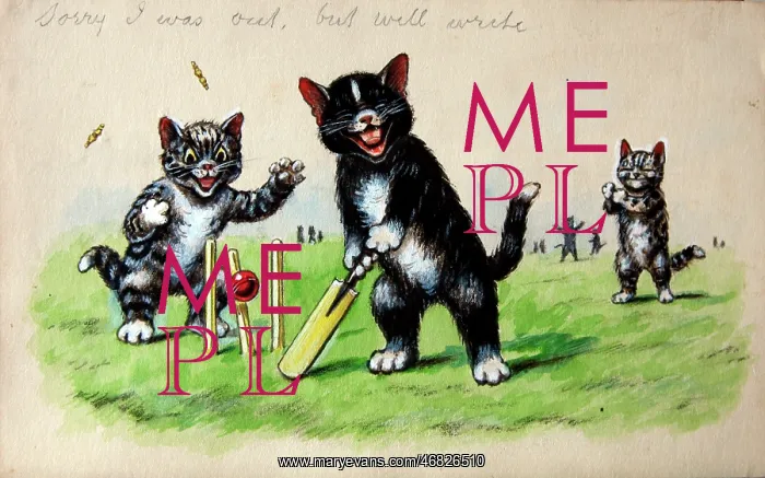 : Humorous cats : Humorous cats
