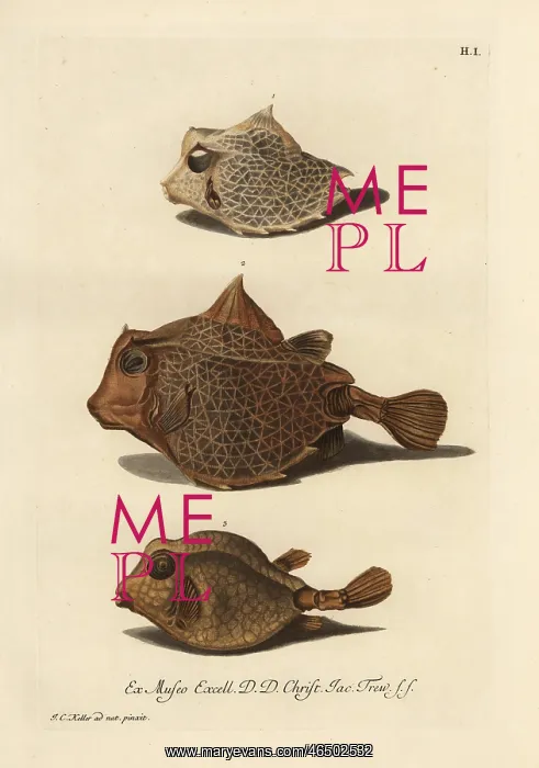 : Humpback turretfish 1, 2, and smooth trunkfish 3 : Humpback turretfish 1, 2, and smooth trunkfish 3