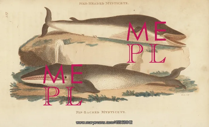 : Humpback whale and fin whale : Humpback whale and fin whale