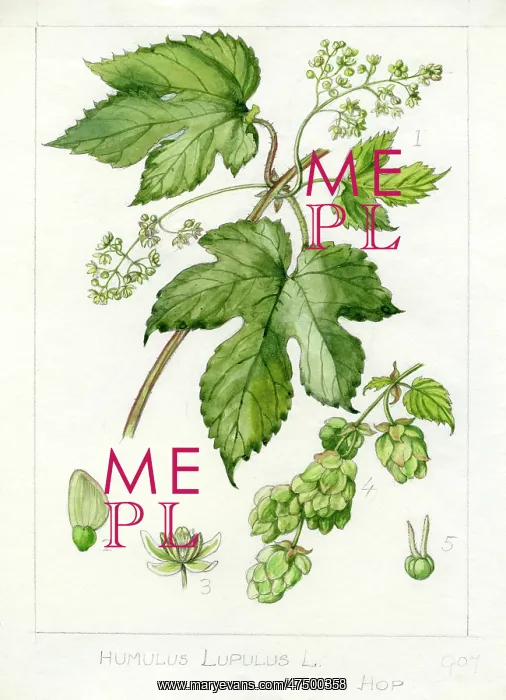 : Humulus lupulus - common hop : Humulus lupulus - common hop