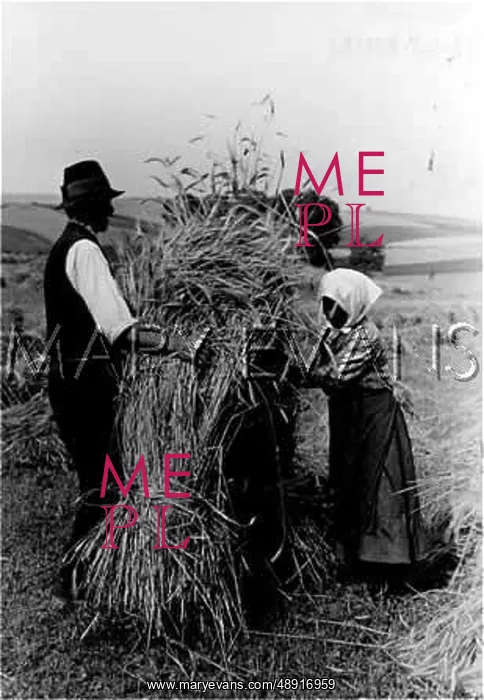 : HUNGARIAN HARVEST 1930S : HUNGARIAN HARVEST 1930S