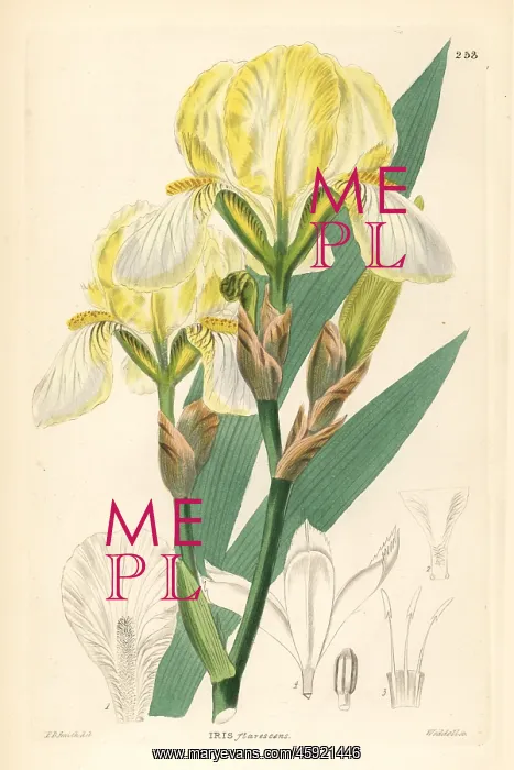 : Hungarian iris, Iris variegata : Hungarian iris, Iris variegata