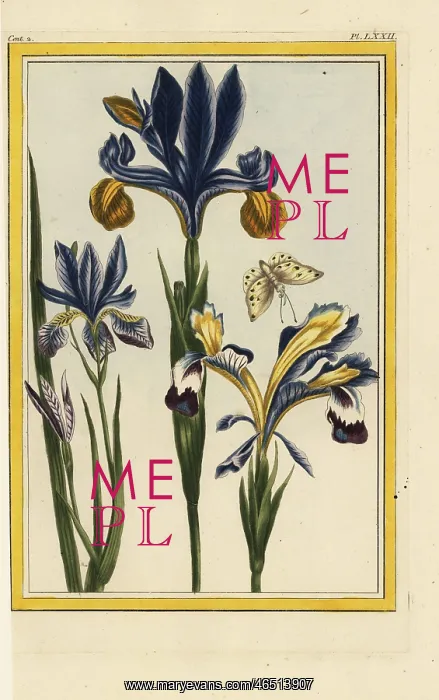 : Hungarian iris, Iris variegata : Hungarian iris, Iris variegata