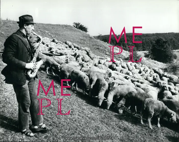 : Hungarian shepherd playing the saxophone to his sheep : Hungarian shepherd playing the saxophone to his sheep