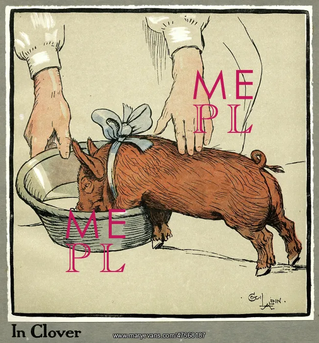 : Hungry Peter as a growing piglet drinking from a bowl : Hungry Peter as a growing piglet drinking from a bowl