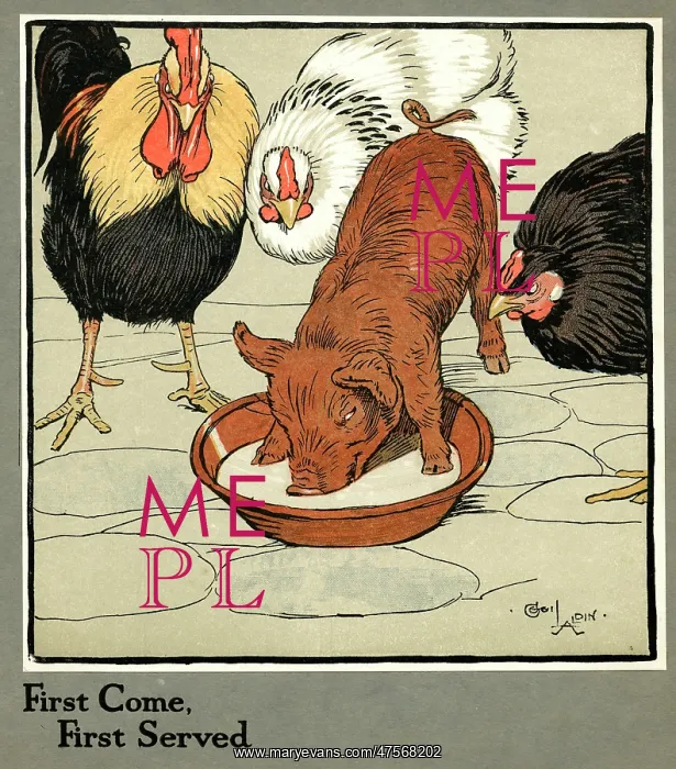: Hungry Peter as a piglet stealing poultry food : Hungry Peter as a piglet stealing poultry food