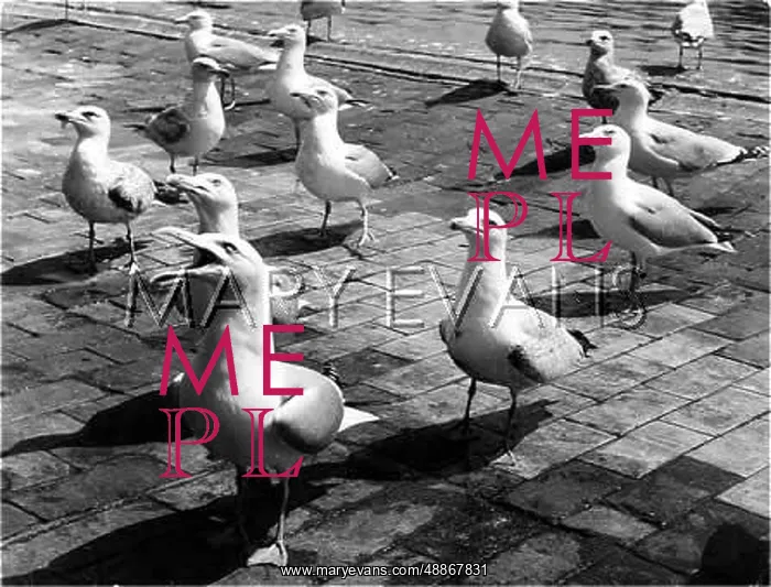 : HUNGRY SEAGULLS : HUNGRY SEAGULLS