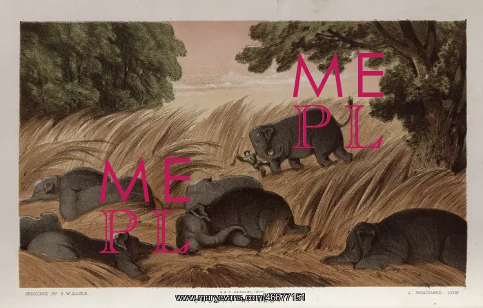 : Hunter trampled by elephant, Sri Lanka : Hunter trampled by elephant, Sri Lanka