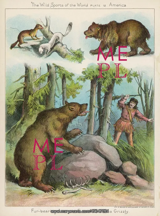 : HUNTING AMERICAN BEAR : HUNTING AMERICAN BEAR