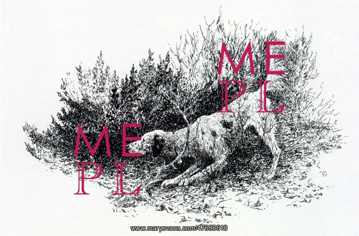  : Hunting Dog Searching the Brush