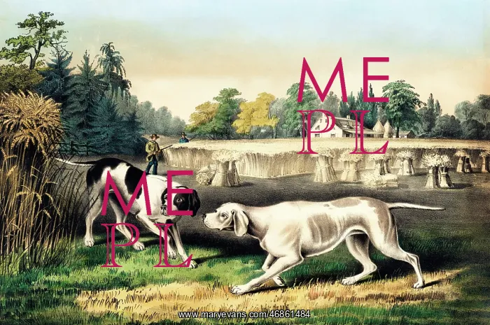  : Hunting dogs on a Point