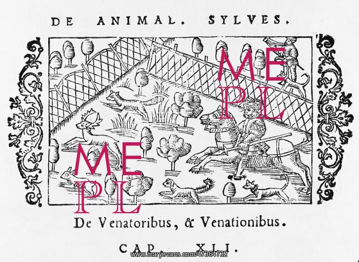 : HUNTING IN ENCLOSURE : HUNTING IN ENCLOSURE