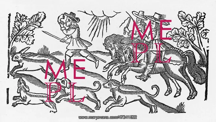 : HUNTING / HARE, C17 : HUNTING / HARE, C17