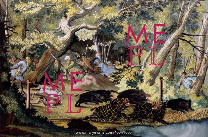  : hunting, wild boar hunting with net, reverse