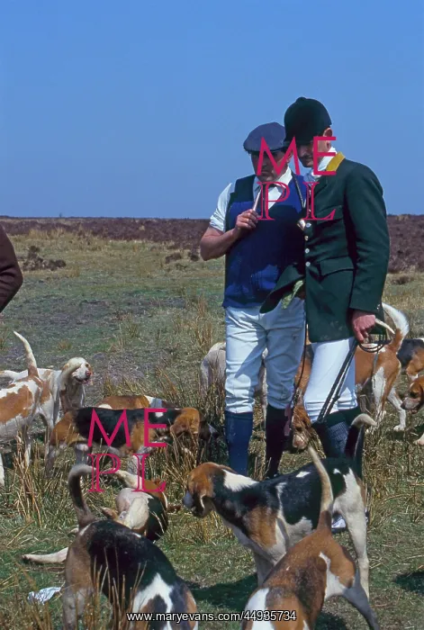  : Huntsman on foot with pack of hounds