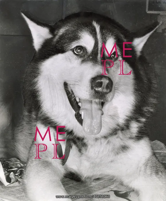  : Husky