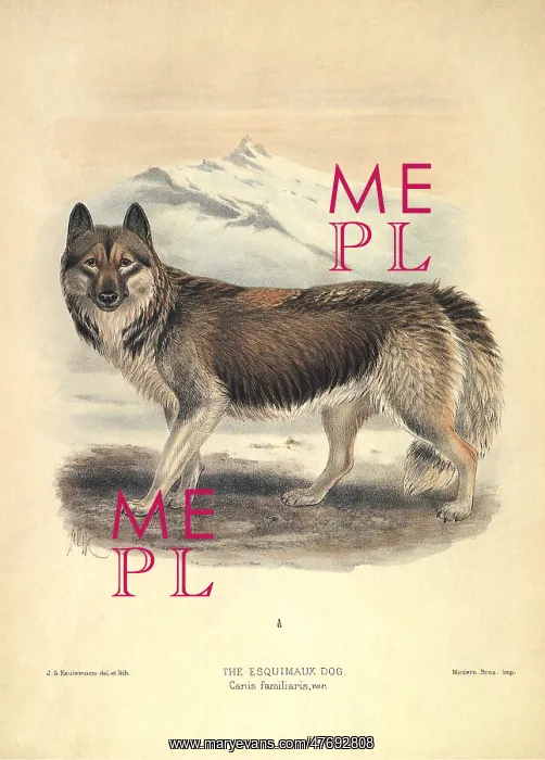 : Husky Dog : Husky Dog