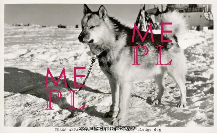  : A HUSKY SLEDGE DOG