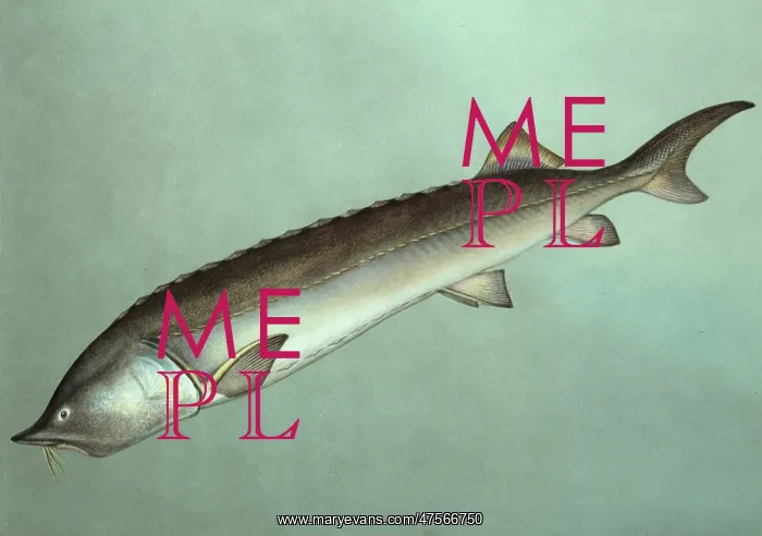 : Huso huso, beluga sturgeon : Huso huso, beluga sturgeon