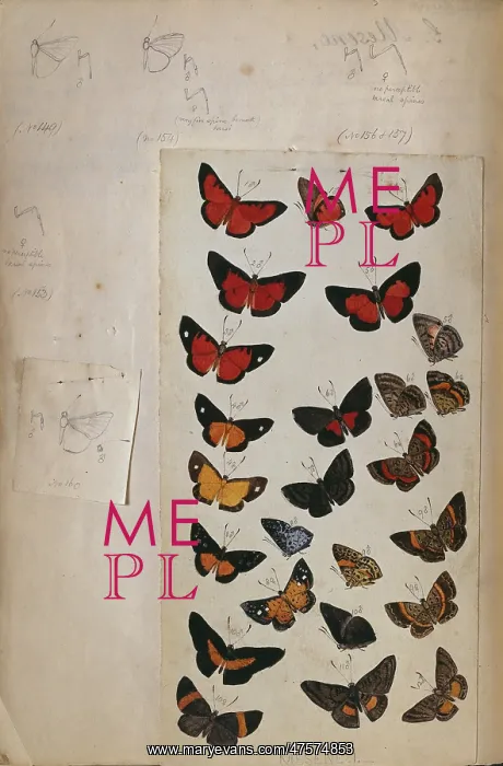 : H.W. Bates illustrated notebook : H.W. Bates illustrated notebook