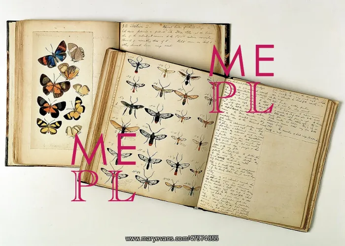 : H.W. Bates illustrated notebooks : H.W. Bates illustrated notebooks