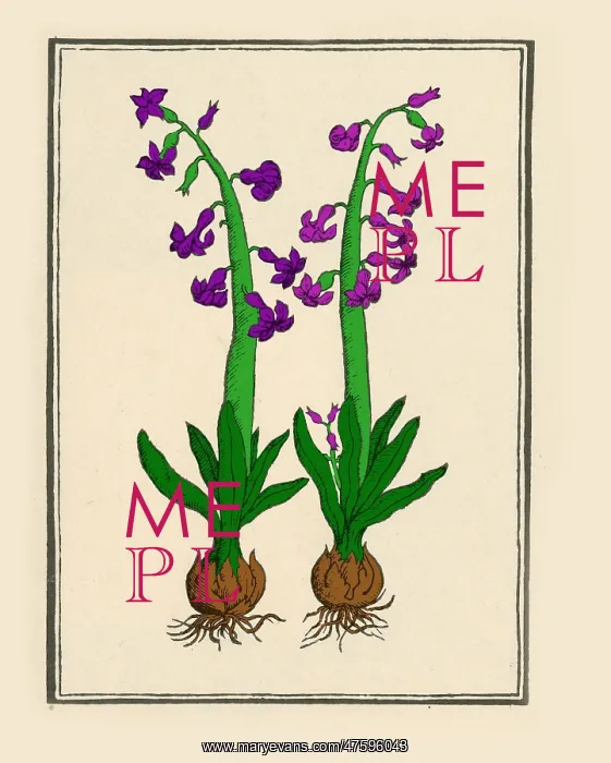 : The Hyacinth : The Hyacinth