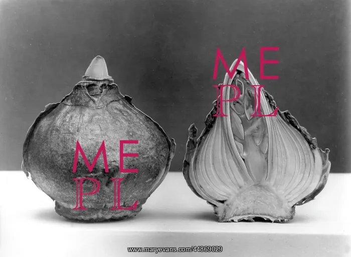 : HYACINTH BULB : HYACINTH BULB
