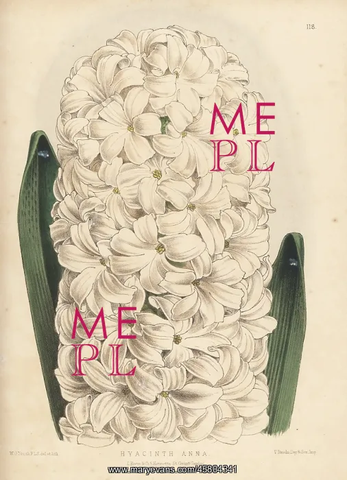 : Hyacinth cultivar, Anna : Hyacinth cultivar, Anna