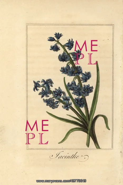 : Hyacinth, jacinthe, Hyacinthus orientalis : Hyacinth, jacinthe, Hyacinthus orientalis