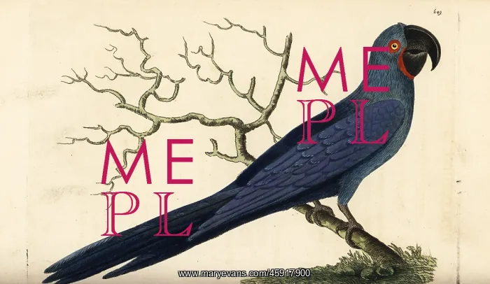 : Hyacinth macaw, Anodorhynchus hyacinthinus : Hyacinth macaw, Anodorhynchus hyacinthinus