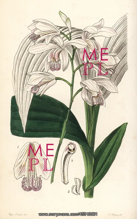 : Hyacinth orchid, Bletilla striata : Hyacinth orchid, Bletilla striata