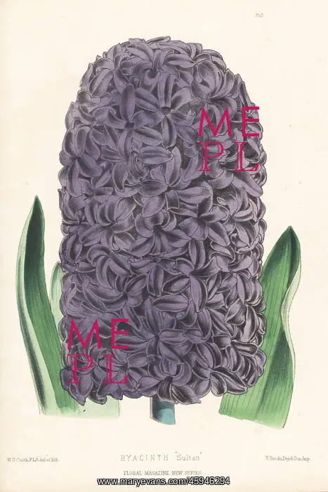 : Hyacinth orientalis hybrid, Sultan : Hyacinth orientalis hybrid, Sultan