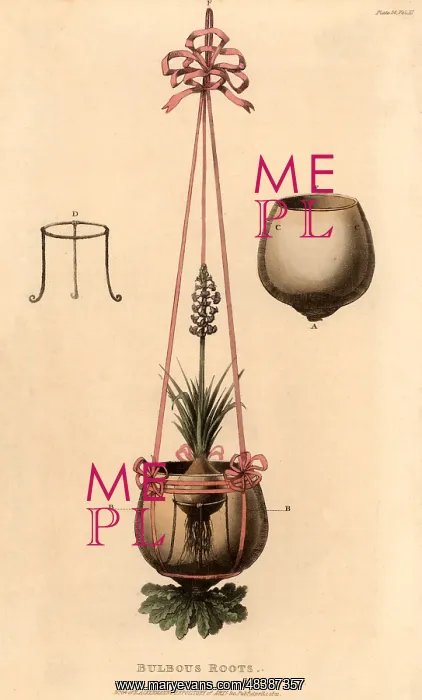 : Hyacinth vase which could be suspended. The bulb : Hyacinth vase which could be suspended. The bulb