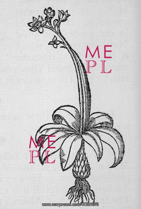 : HYACINTHOIDES NON-SCRIPT : HYACINTHOIDES NON-SCRIPT