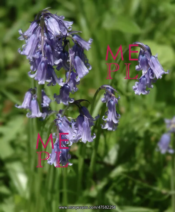 : Hyacinthoides nonscripta, bluebell : Hyacinthoides nonscripta, bluebell