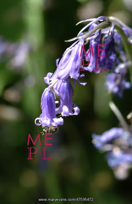 : Hyacinthoides nonscripta, bluebell : Hyacinthoides nonscripta, bluebell