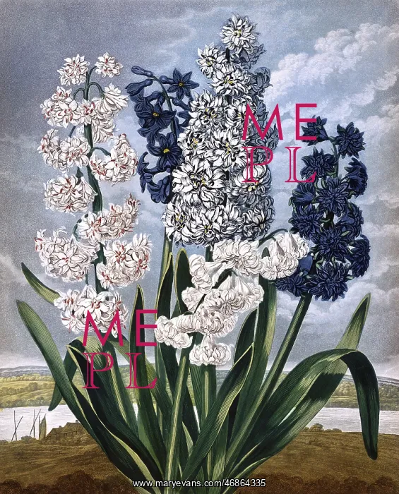 : Hyacinths, engraved by Warner afters Edwards, in a book entitled The Temple : Hyacinths, engraved by Warner afters Edwards, in a book entitled The Temple