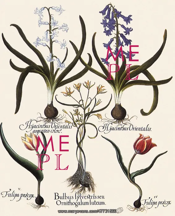 : Hyacinths and Assorted Flowers growing from Bulbs : Hyacinths and Assorted Flowers growing from Bulbs