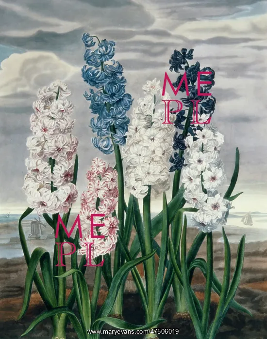 : Hyacinths ' blue, white and pink : Hyacinths ' blue, white and pink