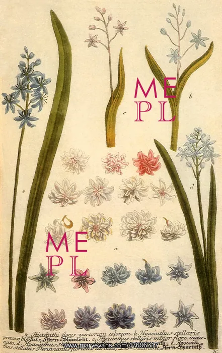 : Hyacinths, Hyacinthus spp : Hyacinths, Hyacinthus spp