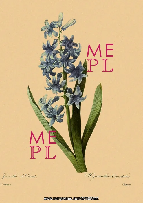 : Hyacinthus orientalis : Hyacinthus orientalis