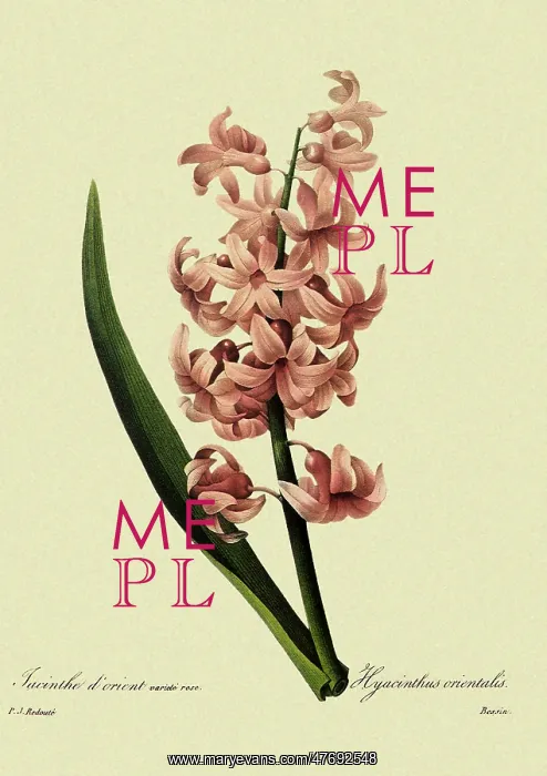 : Hyacinthus orientalis : Hyacinthus orientalis
